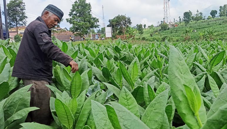 Musim Panen Tembakau Terancam Mundur, Belum Ada Sinyal Pembelian dari Pabrikan