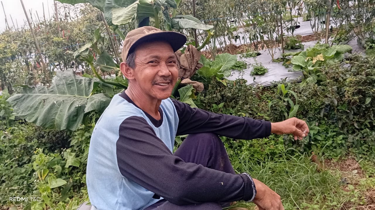 Cerita Petani Cabai di Magelang, Meski Harga Pasar Naik Tapi Modal Belum Balik