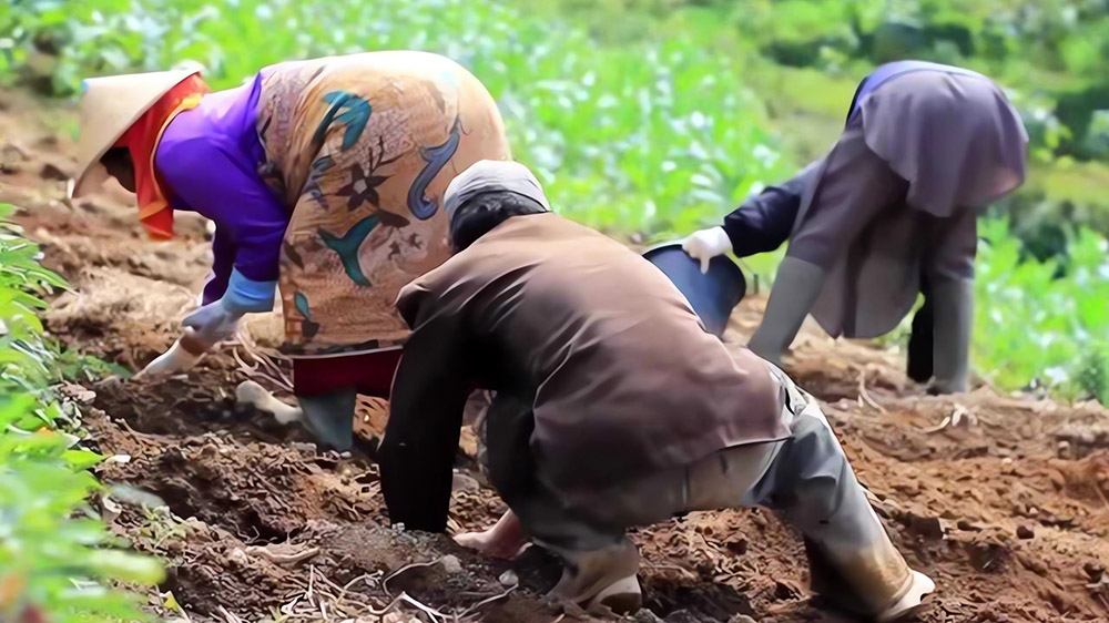 DUH! Petani Tembakau dan Kentang di Wonosobo Tidak Dapat Subsidi Pupuk Lagi