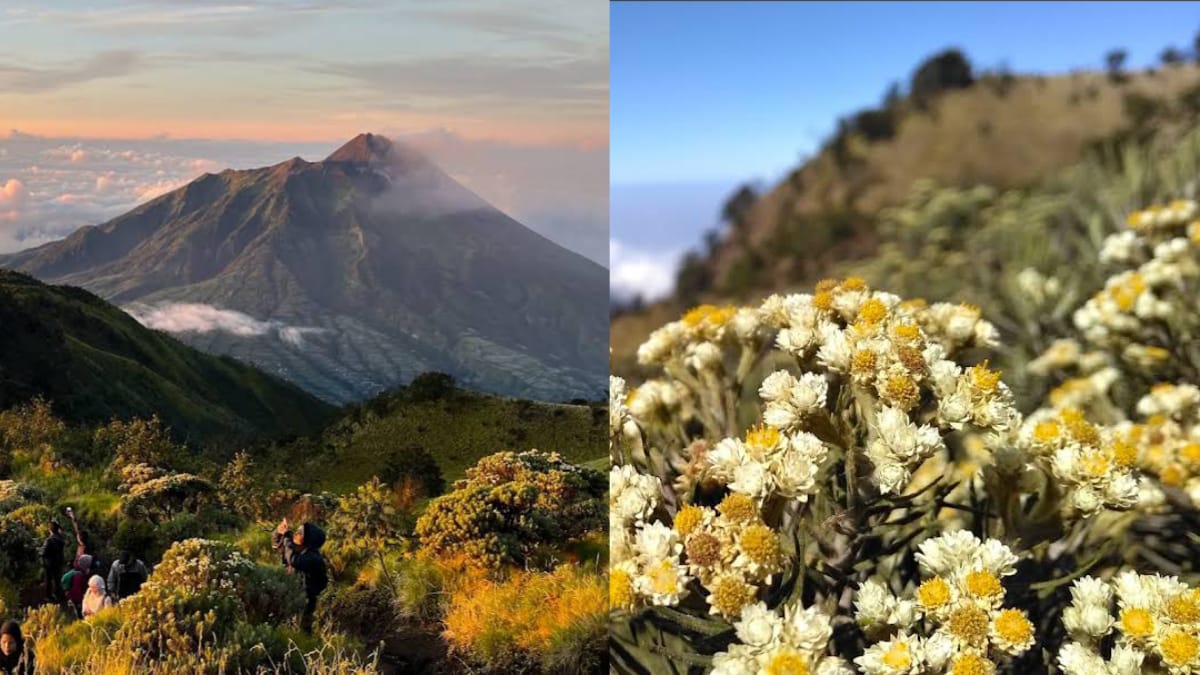 Inilah 5 Jalur Resmi Pendakian Gunung Merbabu, Salah Satunya Terdapat Bunga Edelwis!