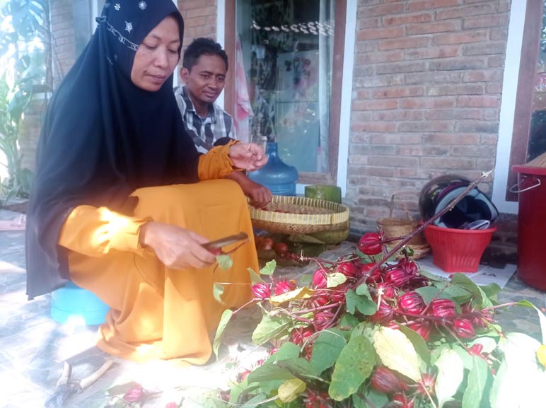 Pasutri Asal Borobudur Ini Sulap Bunga Rossela Menjadi Belasan Jenis Minuman