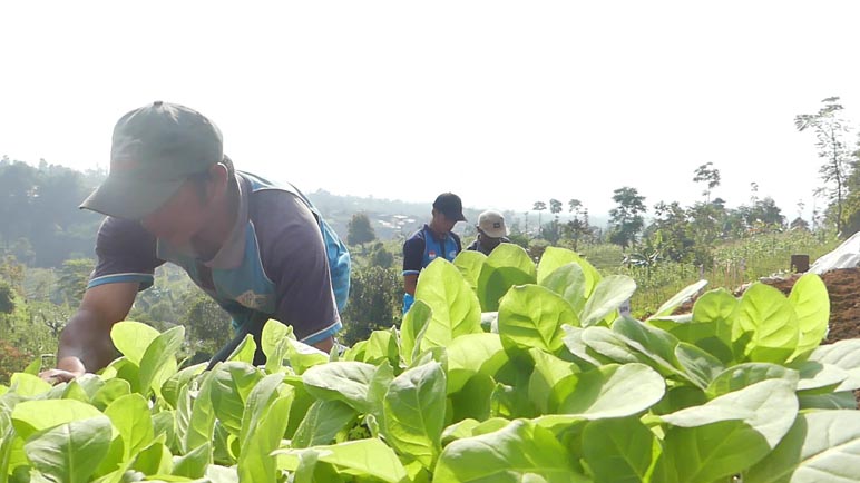 Dipojokkan dengan Aturan, Petani Tak ‘Nyerah’ Tanam Tembakau