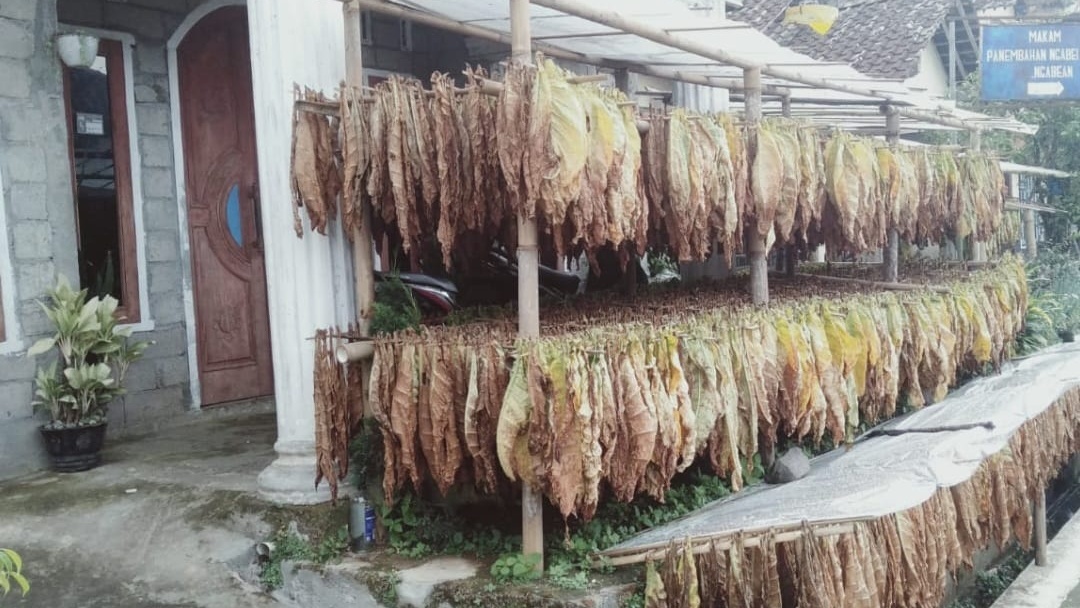 Petani Magelang Berinovasi, Tembakau Krosok Jadi Andalan di Tengah Cuaca Ekstrem