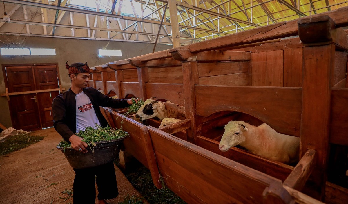 Idul Adha Jadi Momentum, BRI Peduli Tingkatkan Produktivitas Peternak Domba di Desa BRILiaN Sukalaksana Garut
