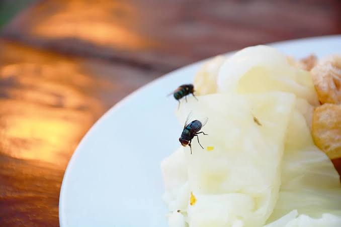 Ini Bahaya Mengonsumsi Makanan yang Sudah Dihinggapi Lalat, Jangan Diremehkan!