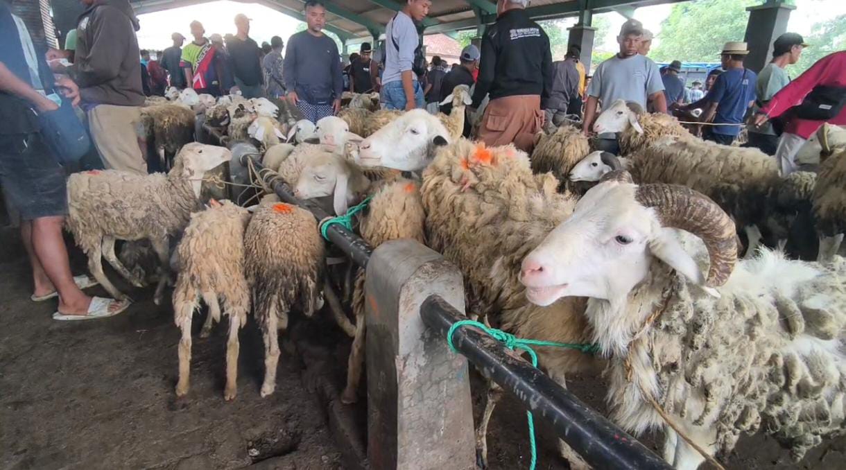 Penjualan Kambing di Kabupaten Magelang Lesu, Harga Tak Naik Menjelang Idul Adha
