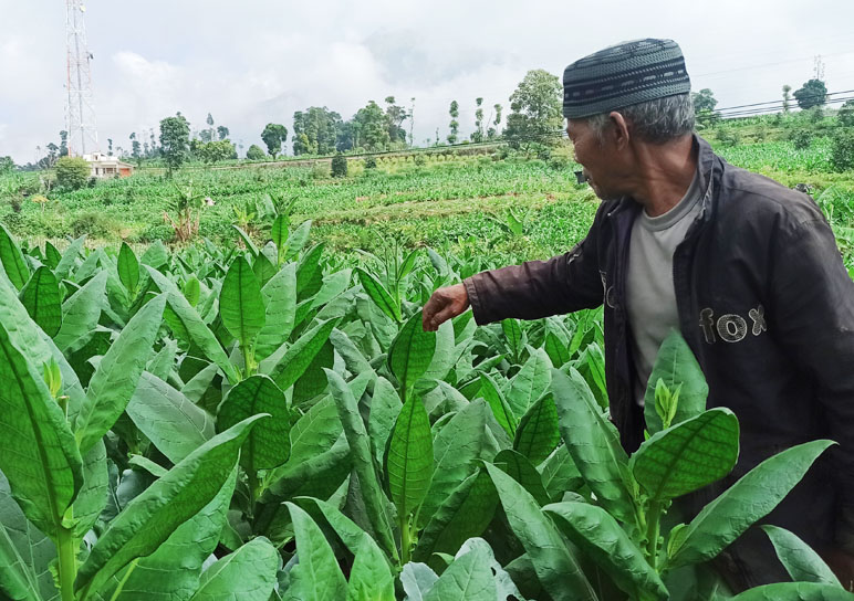 Bupati Temanggung: Pabrik Rokok Harus Beli Tembakau dengan Harga Pantas, Agar Petani Untung