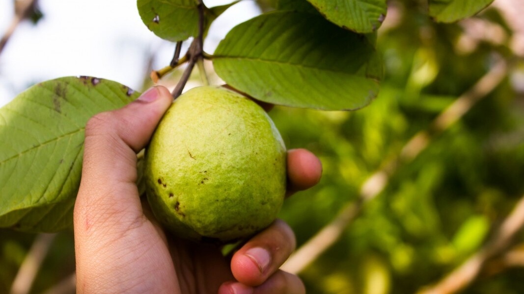 Kilas Sejarah 4 Kampung Jambon Magelang, Perkebunan Jambu yang Eksis di Era Kolonial