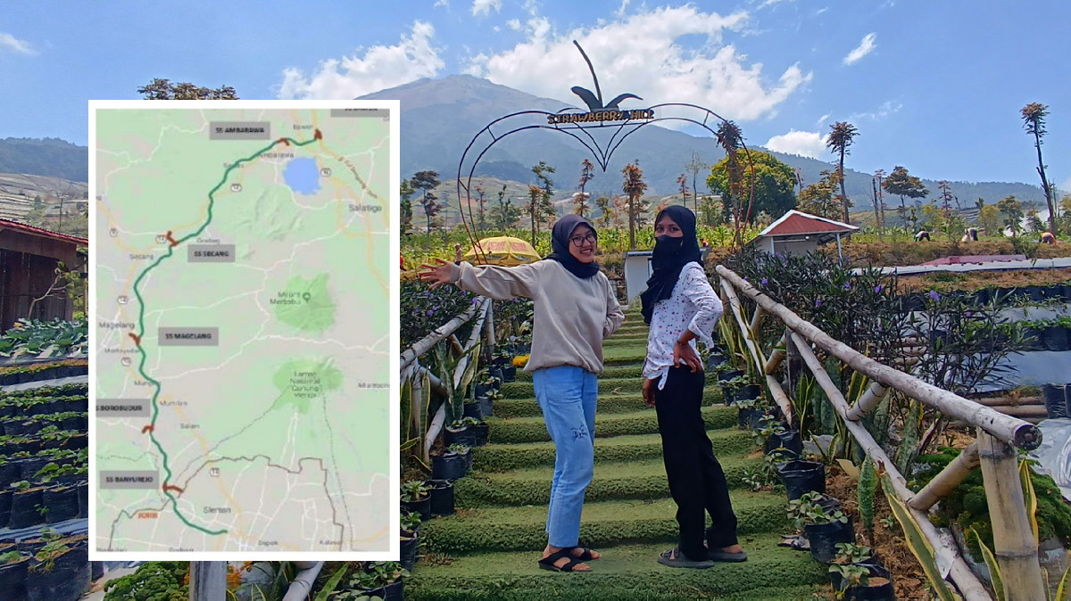 Serunya Wisata Petik Strawberry Di Lereng Sumbing, Krincing Strawberry Hill Cuma 1 Jam Lewat Tol Jogja-Bawen