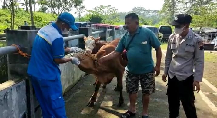 Vaksinasi PMK di Temanggung Sasar 3 Kecamatan Hijau 