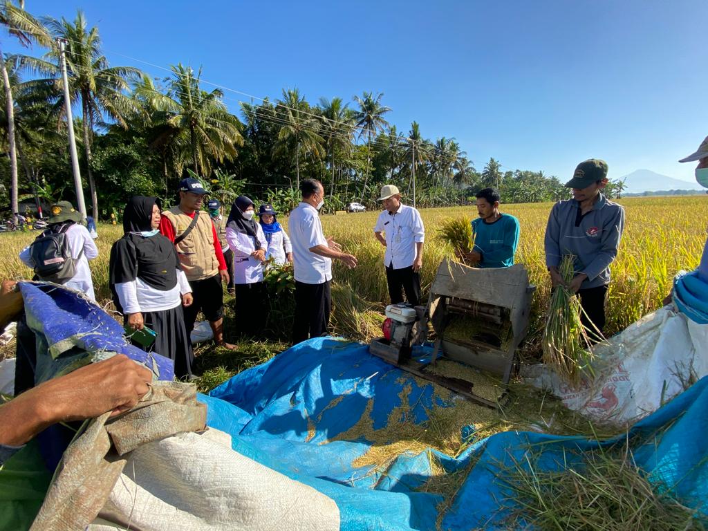 Sistem Tanam Jajar Legowo Dongkrak Produktivitas Padi Hingga 15 Persen Pada Musim Tanam Kedua di Purworejo