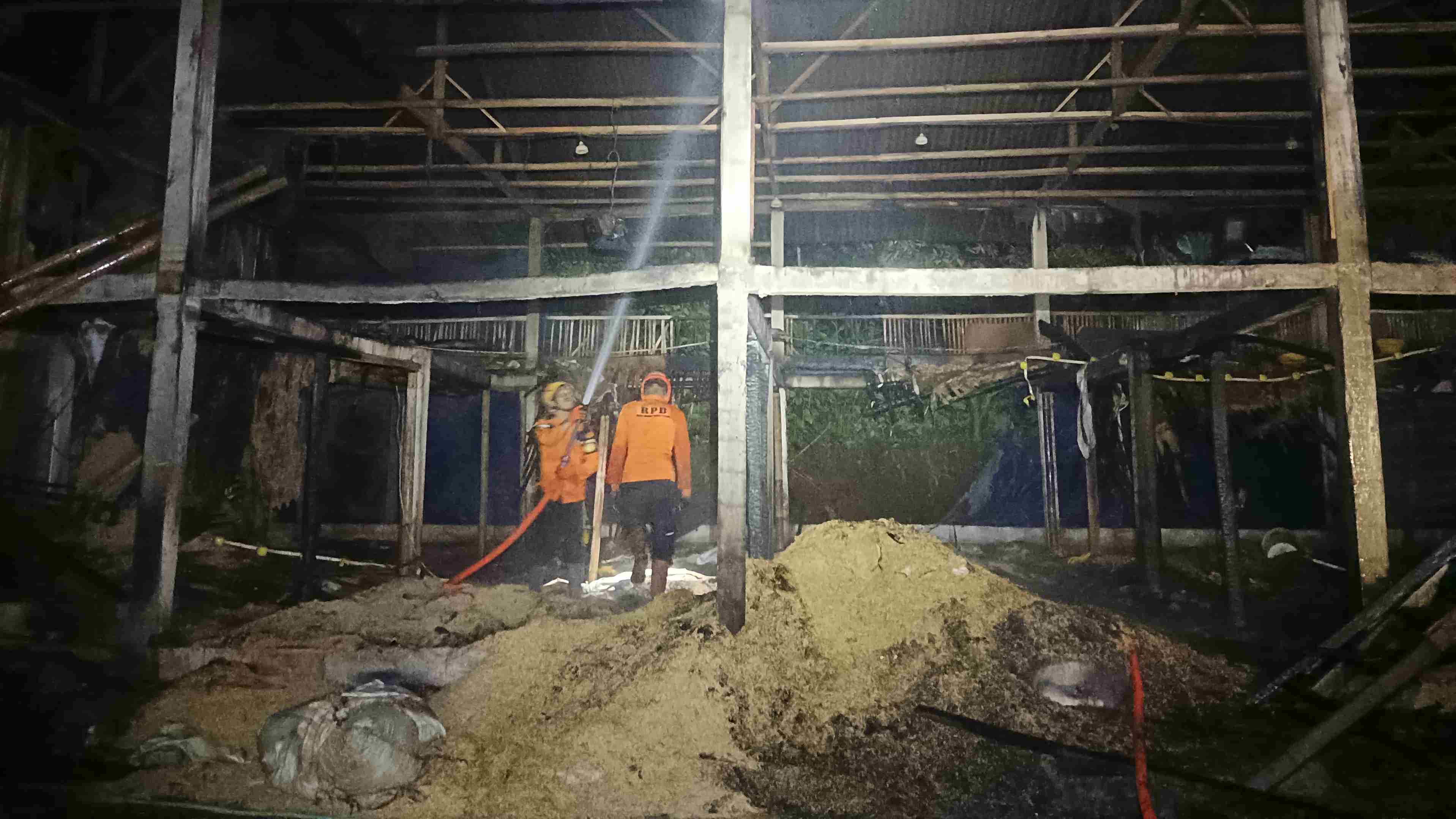 Peternakan di Wonosobo Terbakar, 5 Ribu Ekor Ayam Mati Terpanggang 