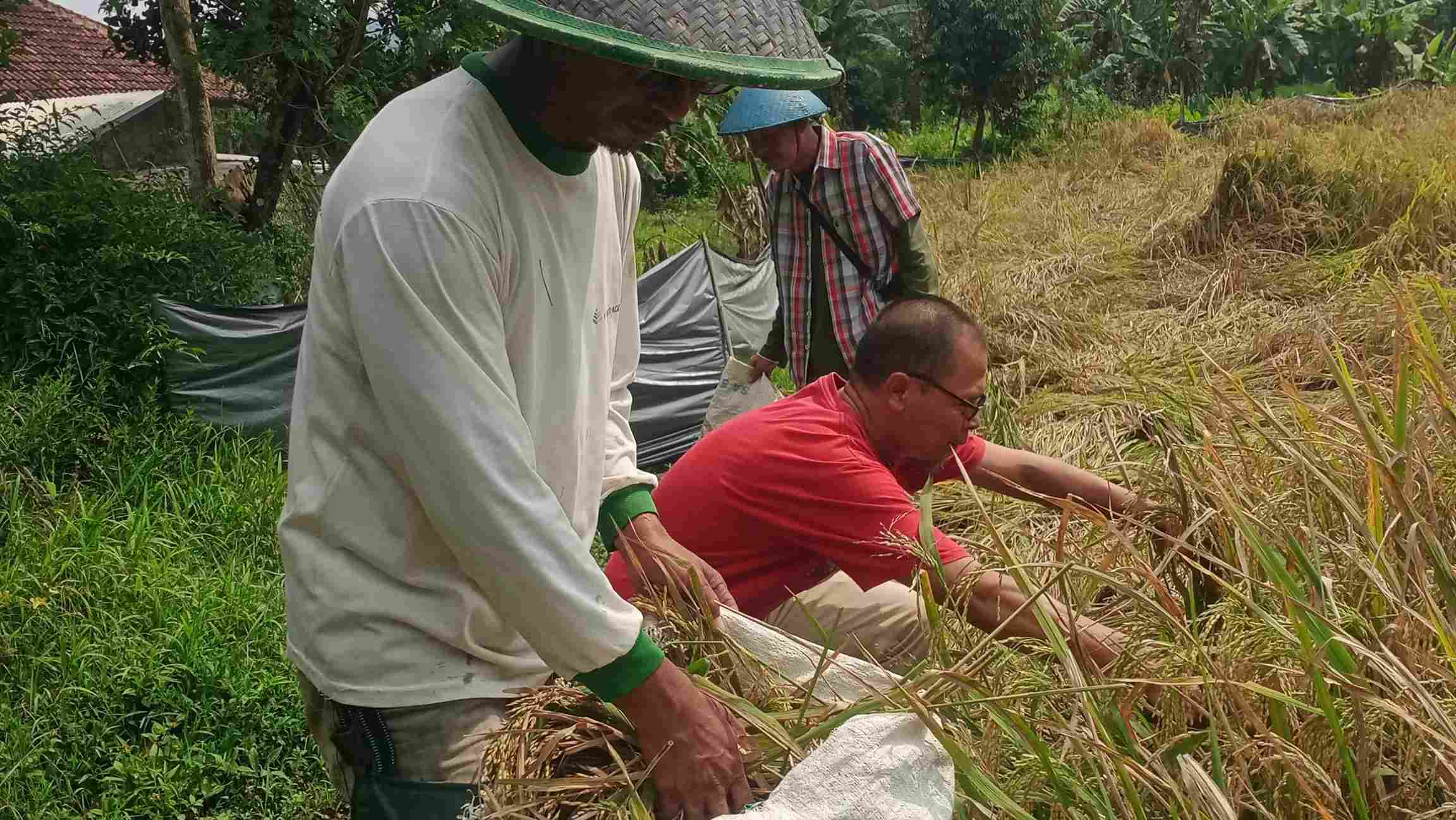 Kabupaten Magelang Surplus Hasil Pertanian, Begini Taktik Pemkab Lakukan Terobosan Distribusi