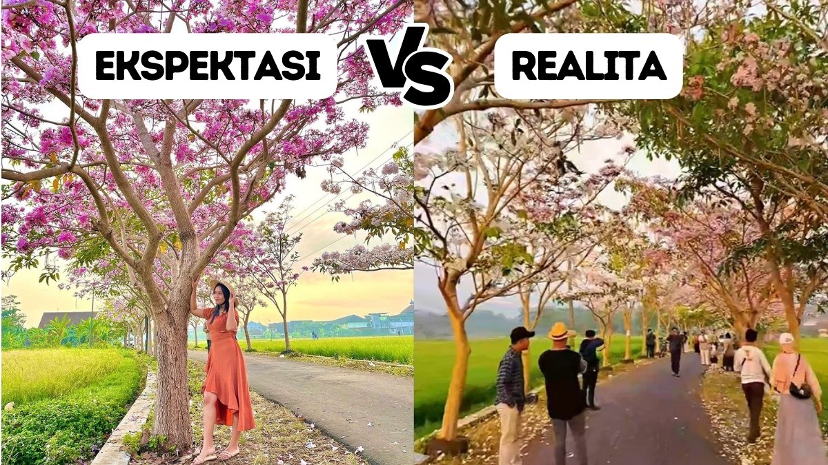 Ekspektasi vs Realita Wisata Gratis Bunga Tabebuya di Ngletoh Payaman yang Viral