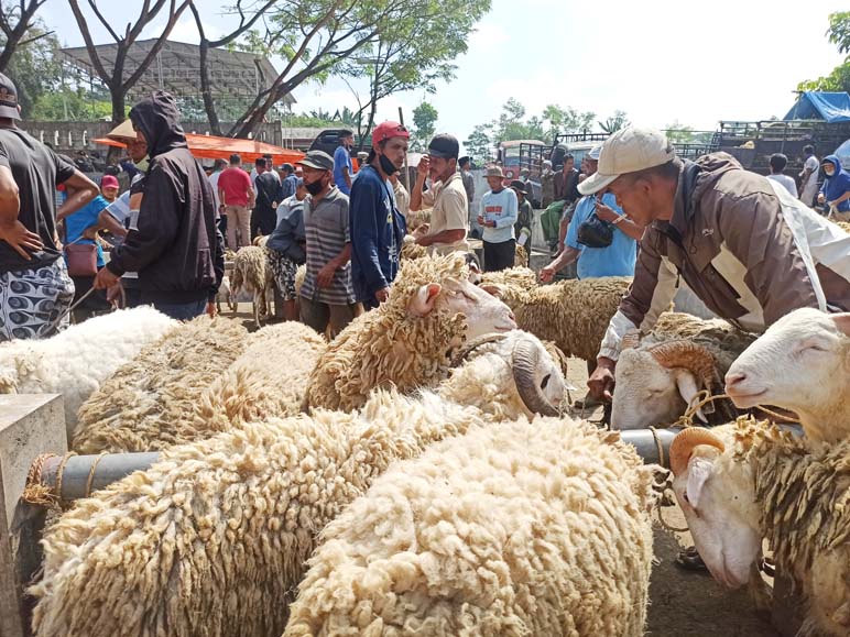 Pemkab Temanggung Rencanakan Tutup Sejumlah Pasar Hewan Seiring Temuan Kasus yang Diduga Mirip PMK 