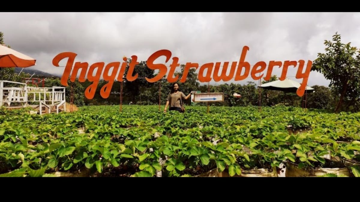 Liburan Seru petik Strawberry Sendiri di Kebun Inggit Strawberry Bersama Keluarga dan Sahabat