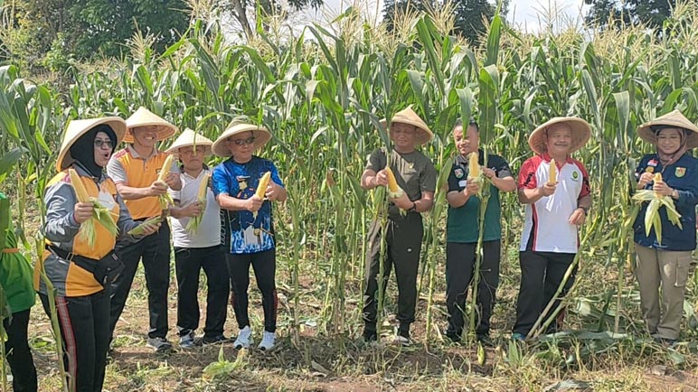 Dukung Ketahanan Pangan, Kodim Magelang Panen Jagung Bersama