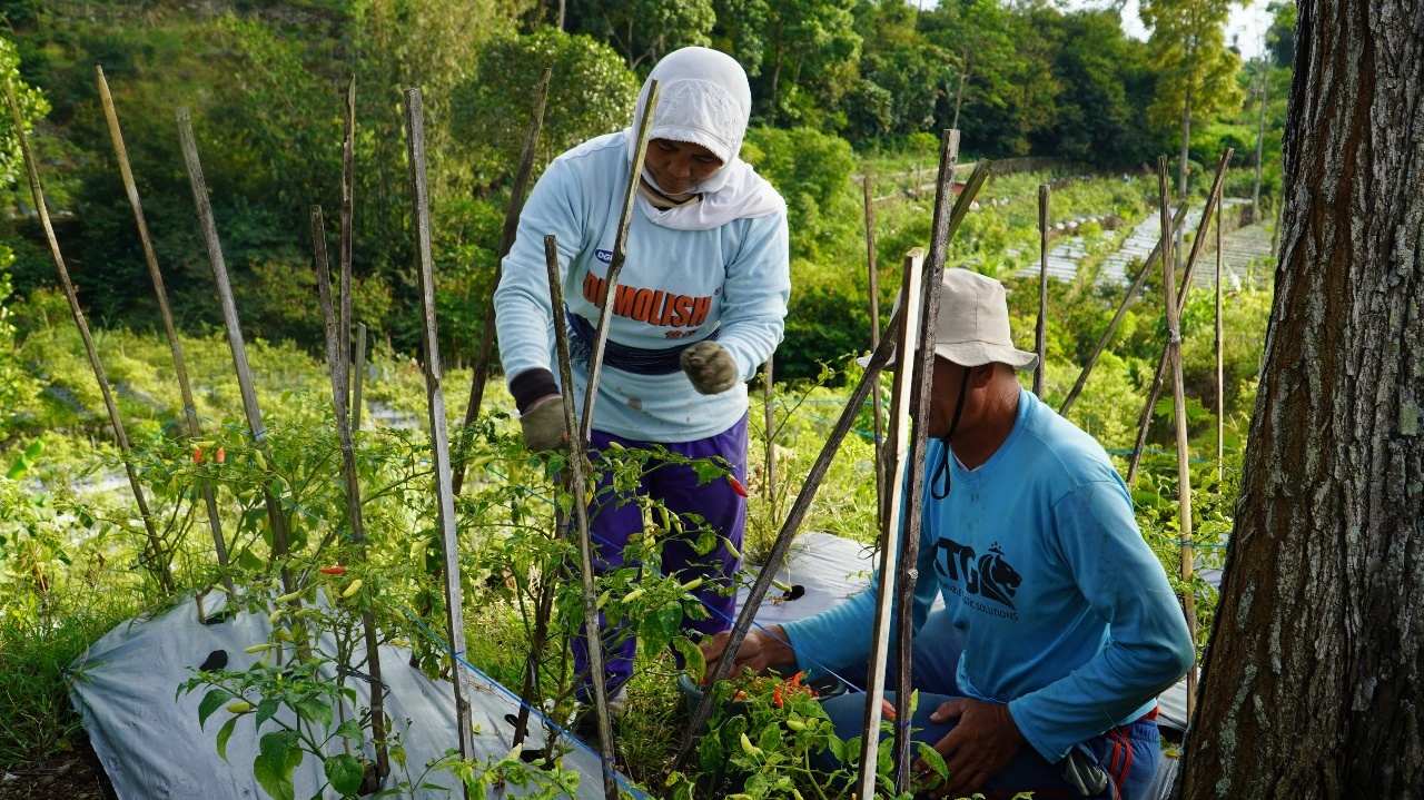 Bupati Temanggung Tantang Petani Cabai Panen 2 Kg per Batang, Hadiahnya Rp50 Juta