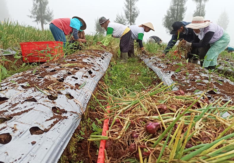 Awal Panen Harga Bawang Merah di Temanggung Naik, Tembus Rp20.000 Per Kilogram