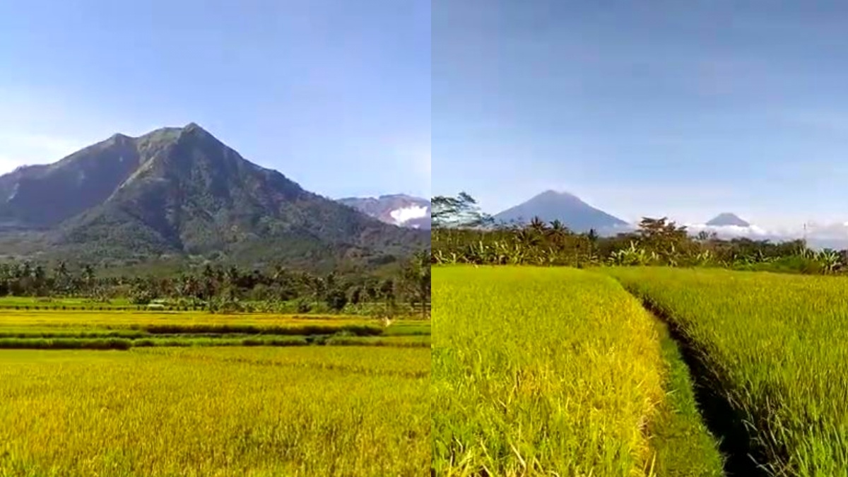 Punya View Sawah Terbaik! Sawah Ngaran Grabag Tawarkan Pesona 7 Pegunungan di Sudut Magelang