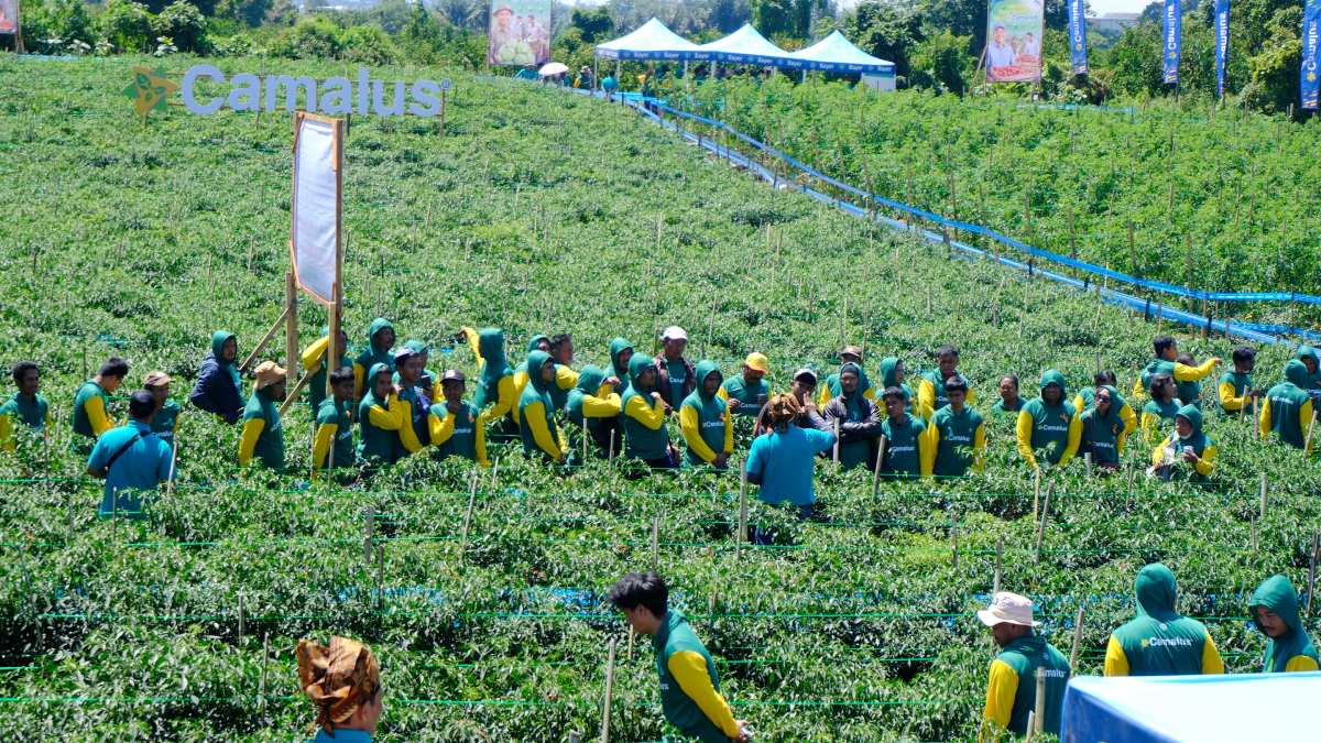 Bayer Rilis Insektisida Ganda Camalus, Solusi Petani Pangkas Ongkos Produksi