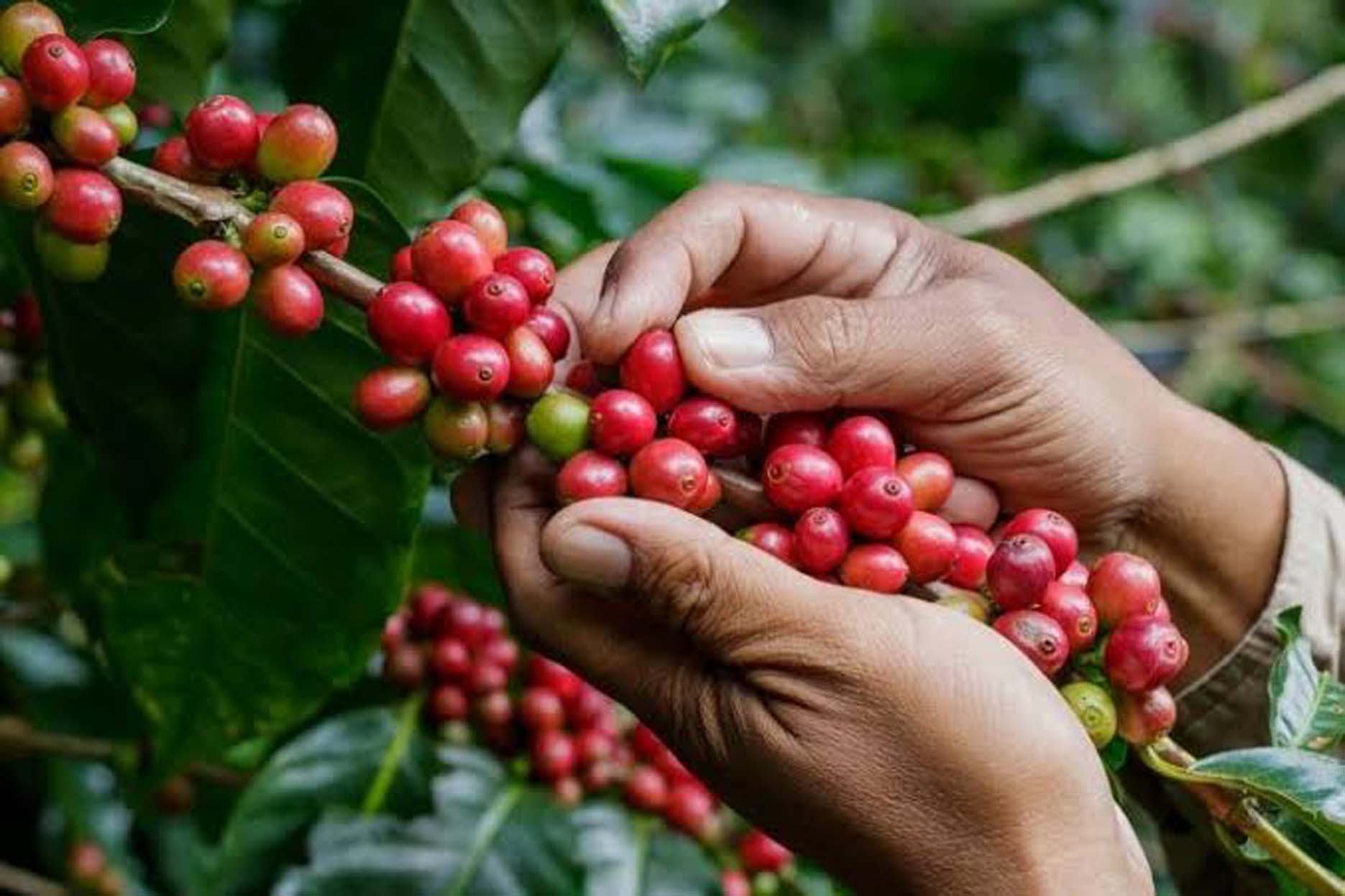 Mengenal Geliat Kopi Robusta Temanggung