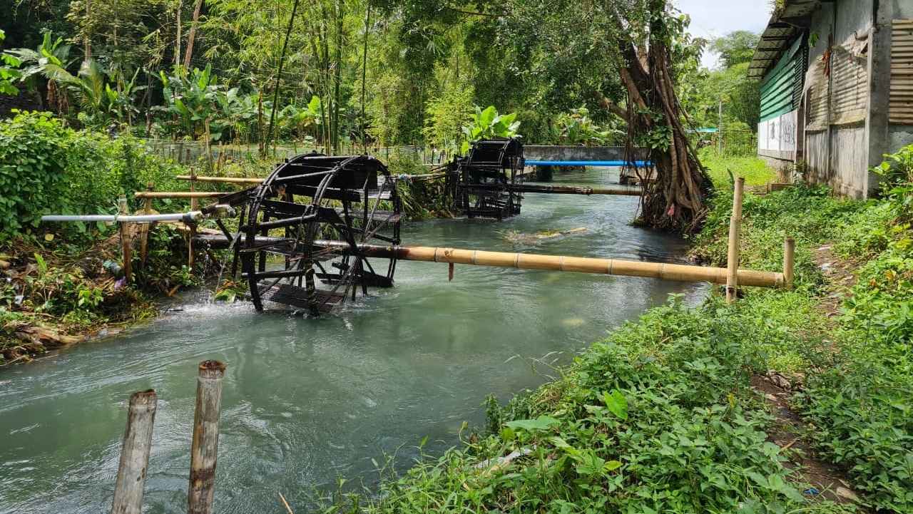 Kincir Air Bambu Masih Jadi Andalan Pertanian di Bondowoso Magelang