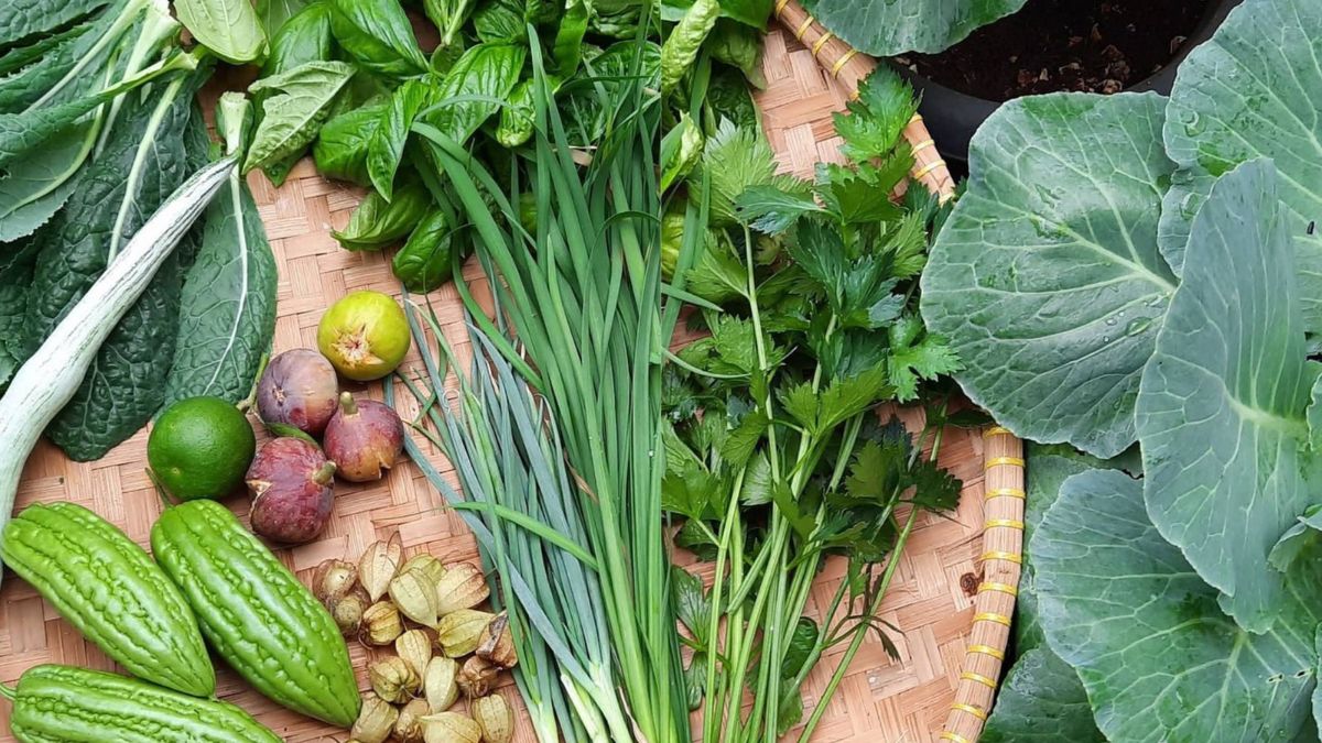 Berkebun Menanam Sayuran Sendiri Di Rumah Menikmati Hasil Panen Segar Dan Berkualitas Tinggi