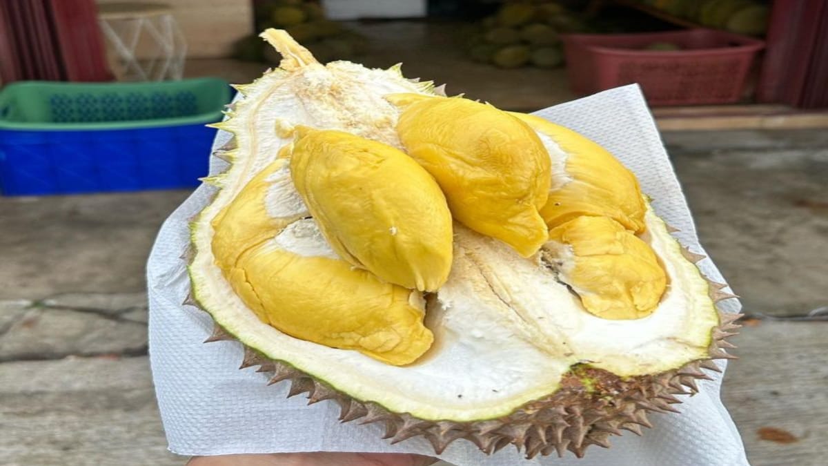 Durian Pemicu Munculnya Penyakit Kolesterol Tinggi, Mitos Atau Fakta? 