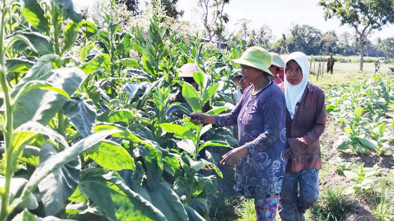 Petani Tembakau di Magelang Panen Raya Tembakau