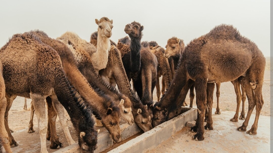 Hukum Berqurban Sebelum Shalat Id