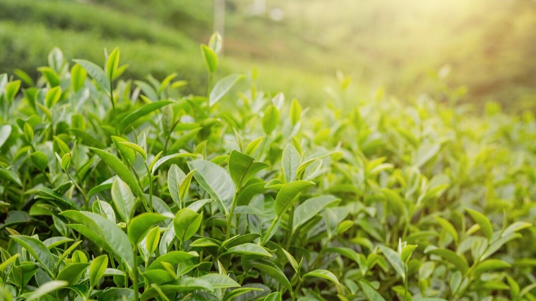Bu Karminah Budidayakan Teh di Perbukitan Menoreh, Jadi Daya Tarik Khas Desa Majaksingi
