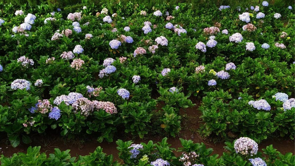 Rekomendasi Tempat Berswafoto Unik di Silancur Highland Ada Taman Bunga Hydrangea di Magelang