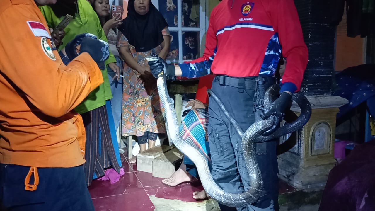 Ngeri! Ular King Kobra Raksasa Teror Warga Kaliwiro Kabupaten Wonosobo 
