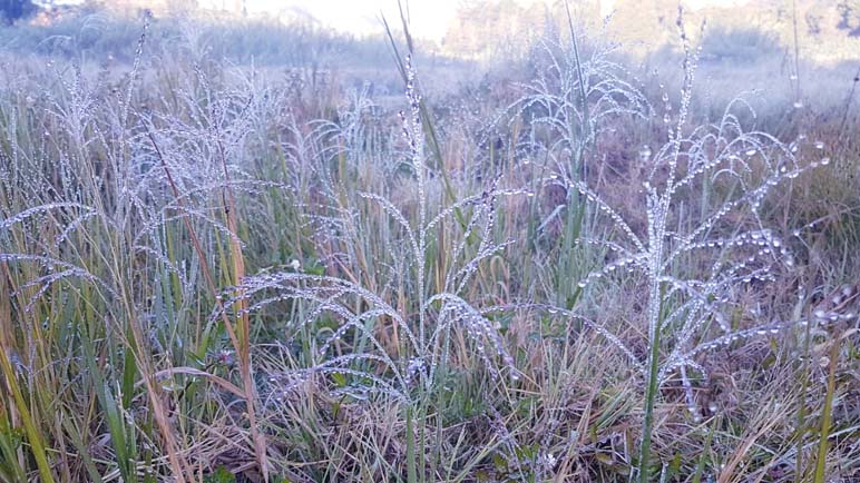 Di Dieng Wonosobo, Embun Salju Jadi Bencana Petani Kentang, Tapi Berkah bagi Wisatawan