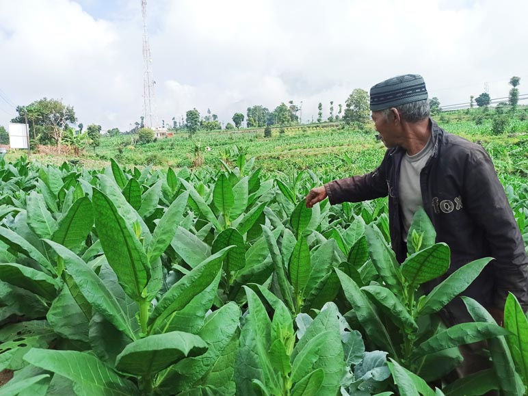 Luasan Tembakau di Temanggung Tahun Ini Berkurang, Apa Penyebabnya?