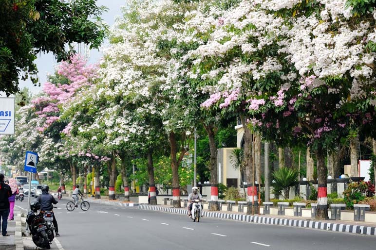 Sakuranya Magelang Kembali Lagi, Bunga Tabebuya Hiasi Jalanan Kota Magelang