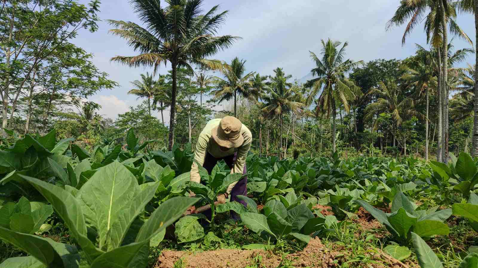 Pertanian Temanggung Masih Tertinggal, PPP Dorong Pemkab Lakukan Terobosan Teknologi
