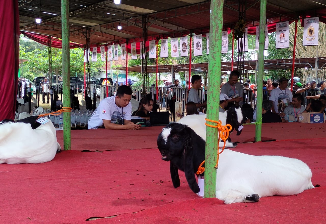 Pengawasan Pilkada Purworejo Libatkan Ratusan Peternak Kambing