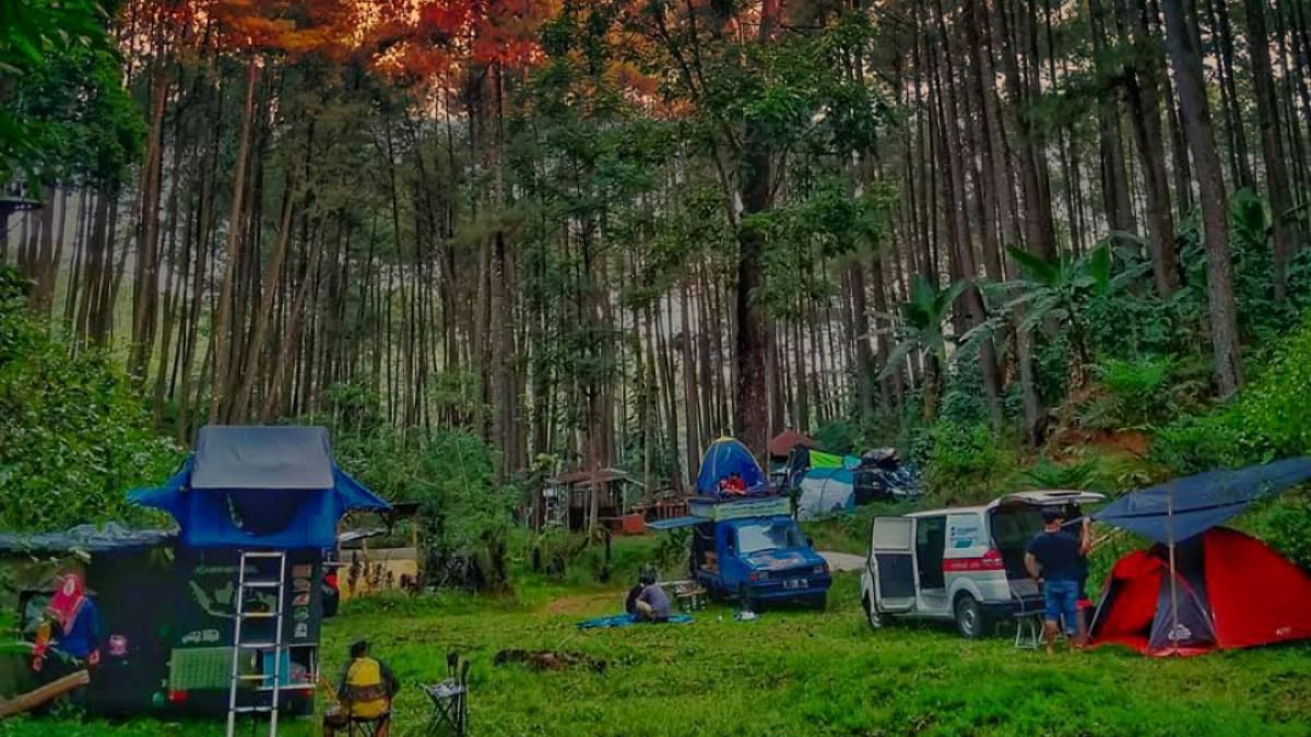 HTM Cuma 5 Ribu, Wisata Sigrowang Temanggung Tawarkan Sensasi Keindahan Pohon Pinus!