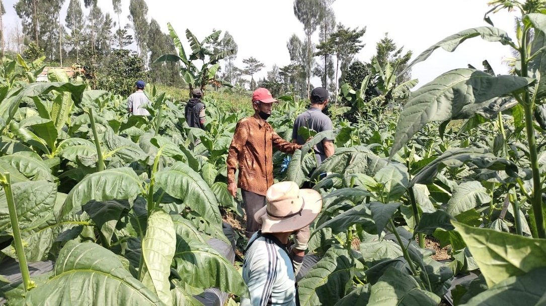 Dispaperkan Wonosobo Targetkan Bibit Berkualitas dan Tahan Hama