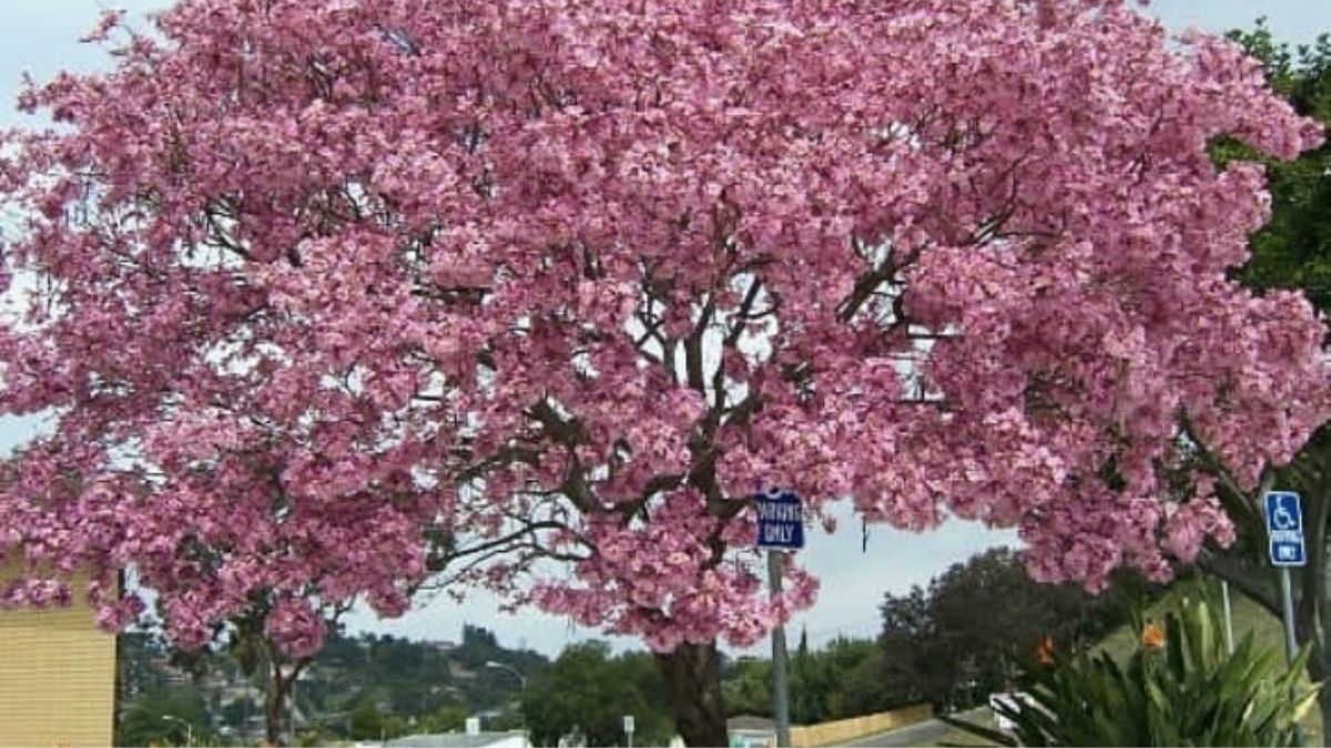 Fakta Unik Bunga Tabebuya, Tak Cuma Mirip Sakura Jepang Ternyata Jadi Obat Penyakit