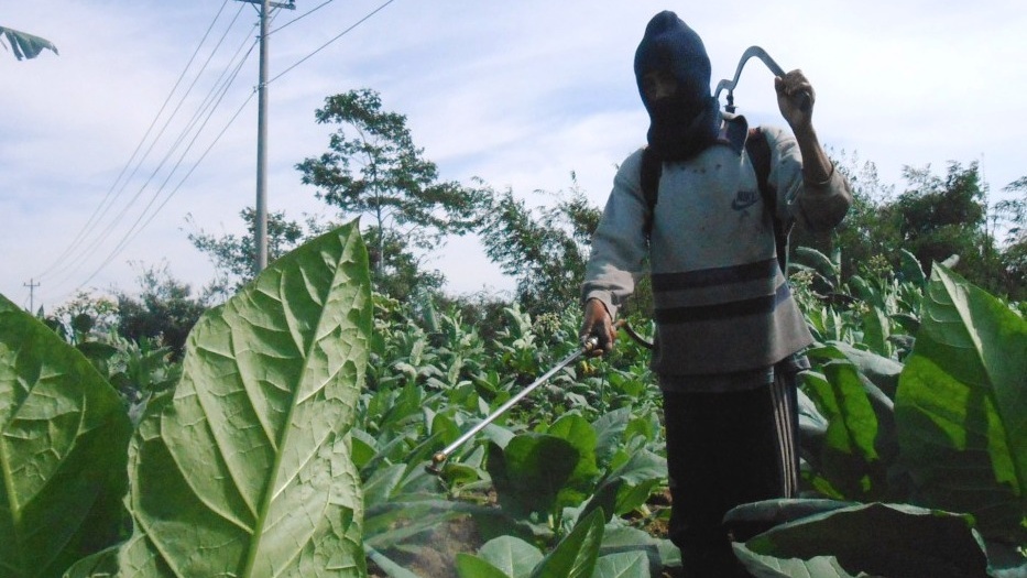 Petani Temanggung Tetap Tanam Tembakau Meski Belum Ada Kepastian Pembeli