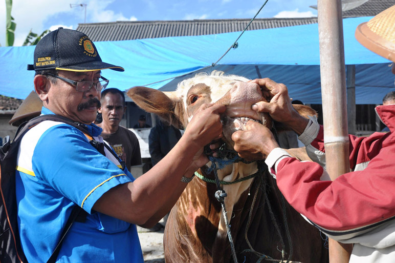 Pemkab Temanggung Perketat lalu Lintas Sapi Asal Gunungkidul DIY