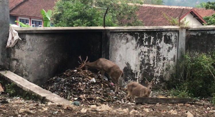 Miris! Rusa-Rusa di Komplek Museum BPK RI Kota Magelang, Hanya Makan Sampah Setiap Harinya