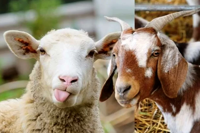 Hukum Berqurban dengan Berutang, Boleh atau Tidak?