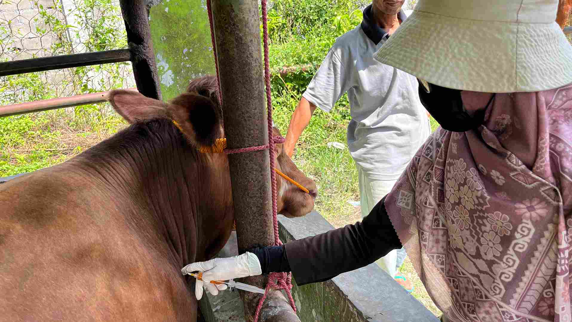 Hewan Kurban di Kabupaten Magelang Dipastikan Terbebas dari PMK dan LSD