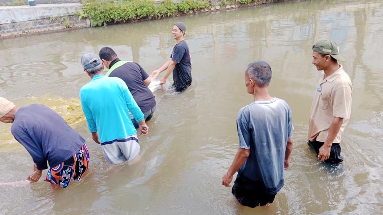 Tak Memikirkan PMK, Tradisi Mencuci Jeroan Masih Dilakukan Warga Kota Magelang