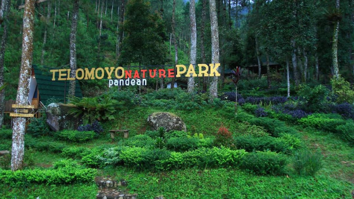 Telomoyo Nature Park, Penginapan yang Menawarkan Sensasi Menginap di Tengah Hutan Pinus