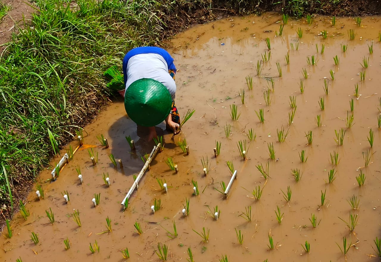 Meski Kemarau, Ketersediaan Air Sawah di Temanggung Masih Cukup